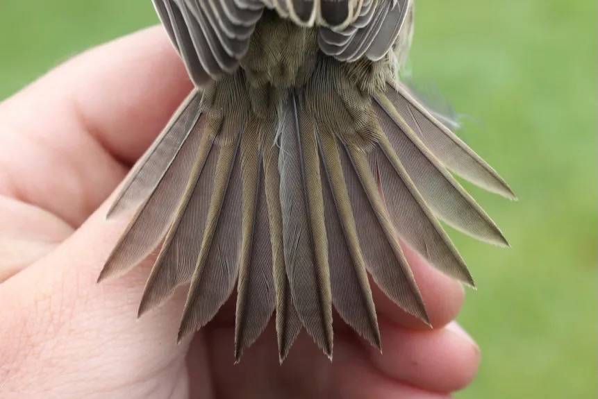 Alex Lamoreaux, Nemesis Bird